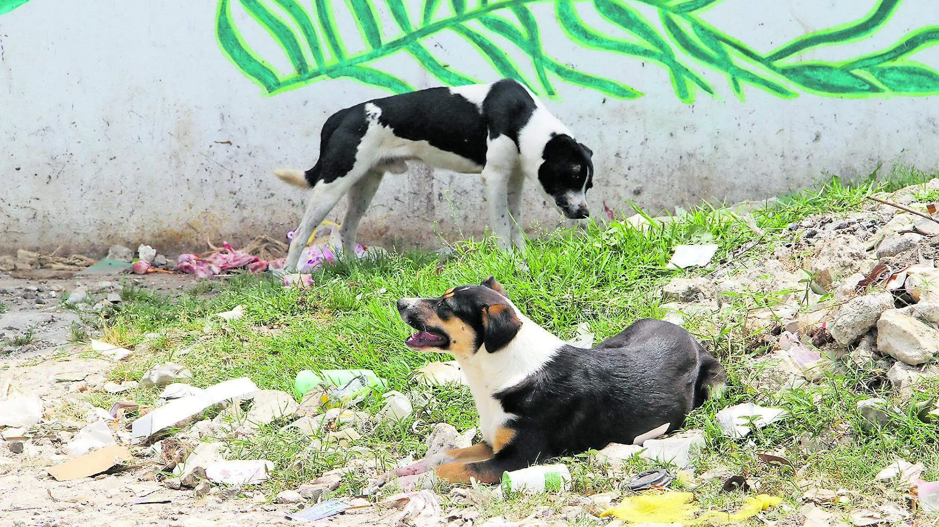 Perros Callejeros